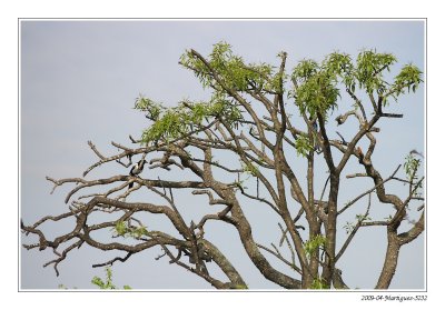 IMGP5232-sk.jpg