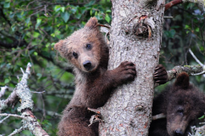 Image008Katmai.jpg