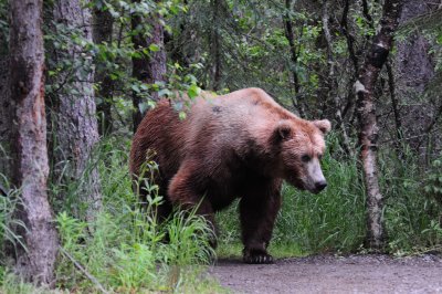 Image026Katmai.jpg