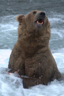 Image112Katmai.jpg