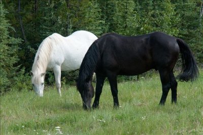 BC071910d160LAND126.jpg
