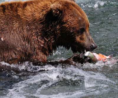 KATMAI-124.jpg