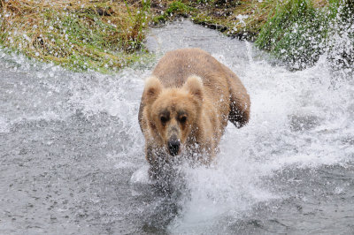KATMAI-57.jpg