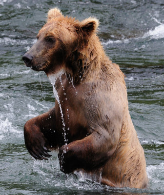 KATMAI-72.jpg