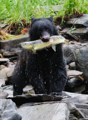KETCHIKAN-4.jpg