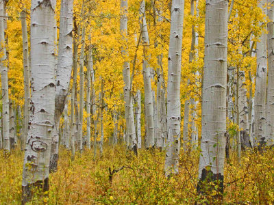 2008 September UT La Sal National Forest