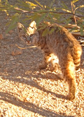 Bobcat in Front Courtyard.jpg