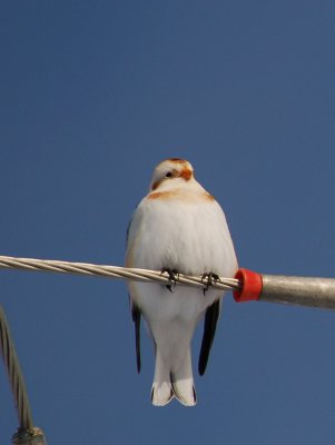 Snow Bunting on Wire.jpg