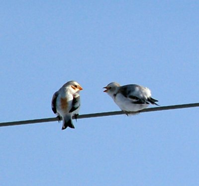 Snow Buntings Chatting.jpg