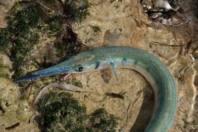 needlefish