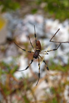 Golden-silk Spider..approximate size