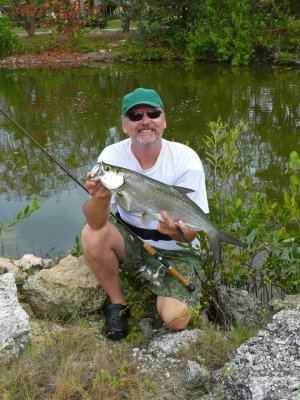 tarpon