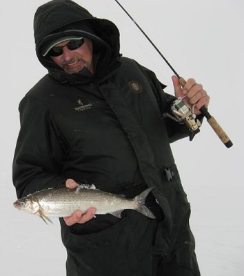 lake herring
