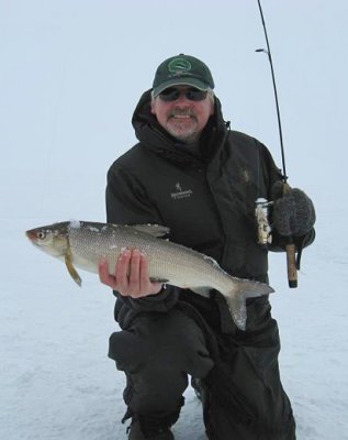 Simcoe whitefish