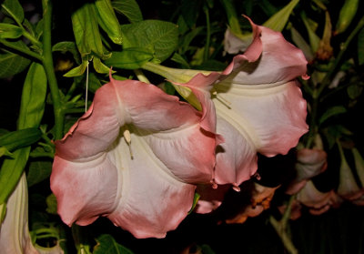 night bloom Angel Trumpets