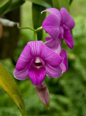 Dendrobium Sonia