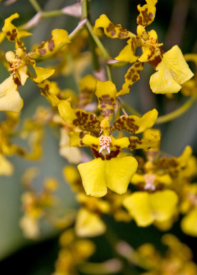 Golden Shower (oncidium flexuosom)