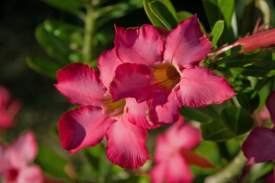 Pink Adenium