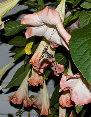 nocturnal moth