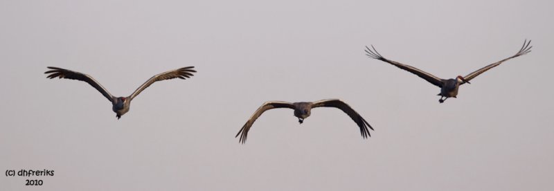 Sandhill cranes. Horicon Marsh, WI