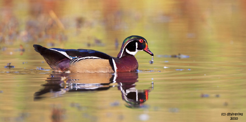 Wood Duck. North Chagrin Reservation, Cleveland OH