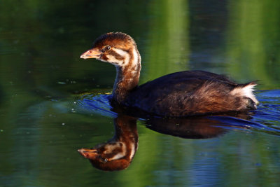 Pied-billed Grebe. Horicon Marsh, WI