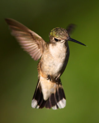 Ruby-throated Hummingbird. Kewaskum, WI