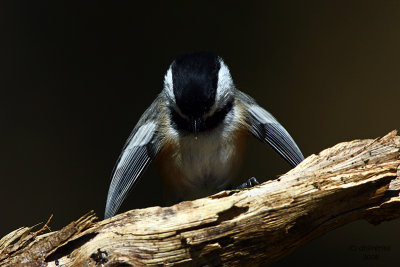 Black-capped Chickadee. Kewaskum, WI