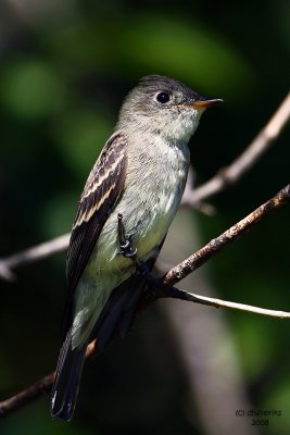 Empidonax Flycatcher ( possible Willow). Kewaskum, WI