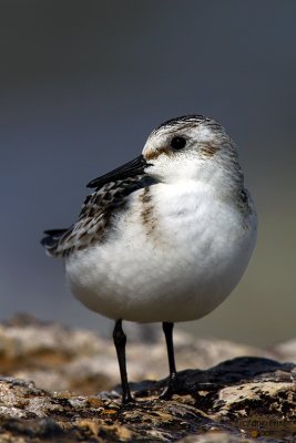 Sanderling. Doctors Park, Milwaukee