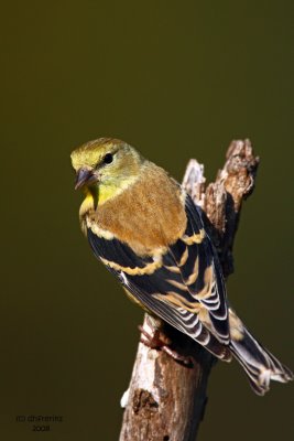 American Goldfinch. Kewaskum, WI