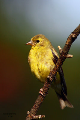 American Goldfinch. Kewaskum, WI