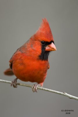 Northern Cardinal. Kewaskum, WI
