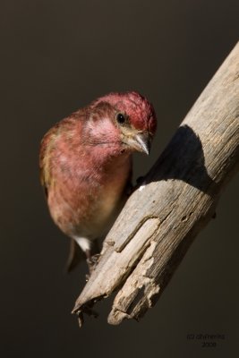 Purple Finch. Kewaskum, WI