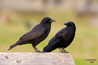Northwestern Crows. Anacortes, WA