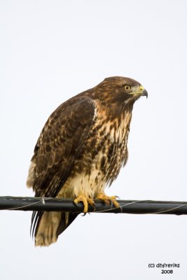 Red-tailed Hawk. Anacortes, WA