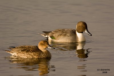 Northern Pintails. Anacortes, WA