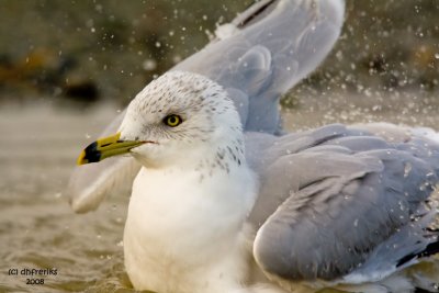 Ring-billed Gull. Anacortes, WA