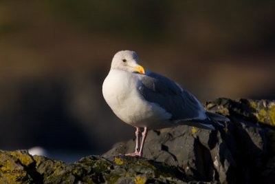 Glaucous-winged Gull. Whidbey Is. WA