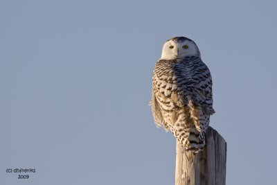 Snowy Owl. Buena Vista Grasslands, WI
