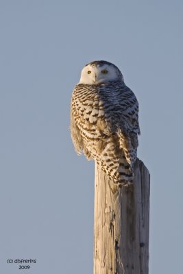 Snowy Owl. Buena Vista Grasslands, WI