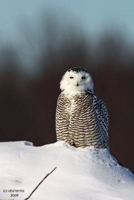 Snowy Owl. Waukesha, WI