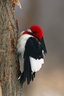 Red-headed Woodpecker. La Crosse, WI