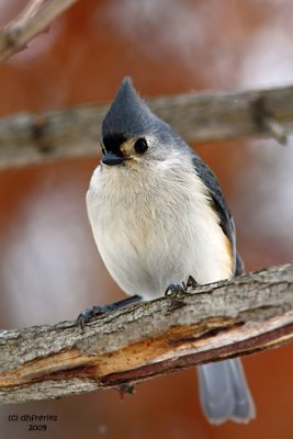 Tufted Titmouse. La Crosse, WI