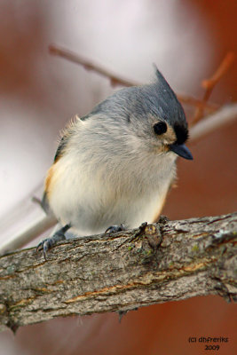 Tufted Titmouse. La Crosse, WI