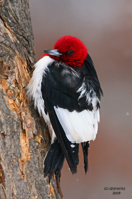 Red-headed Woodpecker. La Crosse, WI