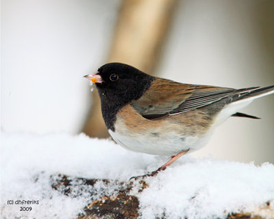 Northern Junco. ( Oregon variety) La Crosse, WI