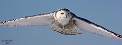 Snowy Owl. Waukesha, WI