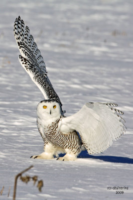 Snowy Owl. Belguim, WI