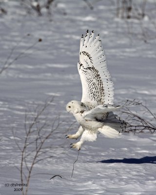 Snowy Owl. Belguim, WI